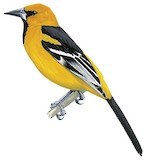 Altamira Oriole Illustration