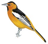 Bullock's Oriole Illustration