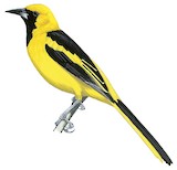 Yellow-tailed Oriole Illustration