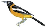 Venezuelan Troupial Illustration