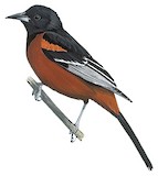 Orchard Oriole Illustration