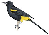 Puerto Rican Oriole Illustration