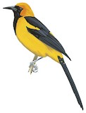 Orange-crowned Oriole Illustration