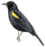 Yellow-shouldered Blackbird Illustration