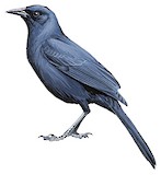 Scrub Blackbird Illustration