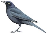 Rusty Blackbird Illustration