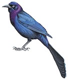 Common Grackle Illustration