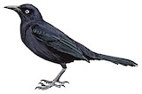 Carib Grackle Illustration