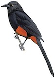 Red-bellied Grackle Illustration