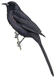 Colombian Mountain Grackle Illustration