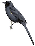 Golden-tufted Mountain Grackle Illustration