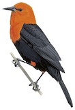 Scarlet-headed Blackbird Illustration