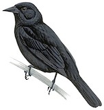 Unicolored Blackbird Illustration