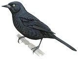 Pale-eyed Blackbird Illustration