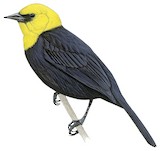 Yellow-hooded Blackbird Illustration