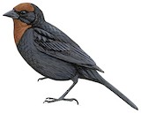 Chestnut-capped Blackbird Illustration