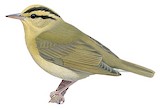 Worm-eating Warbler Illustration