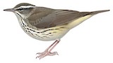 Louisiana Waterthrush Illustration