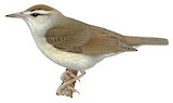 Swainson's Warbler Illustration