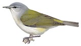 Tennessee Warbler Illustration