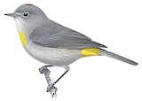 Virginia's Warbler Illustration