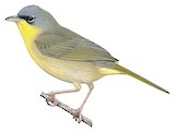 Grey-crowned Yellowthroat Illustration