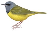 MacGillivray's Warbler Illustration