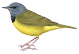 Mourning Warbler Illustration