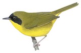 Chiriqui Yellowthroat Illustration