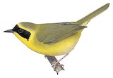 Belding's Yellowthroat Illustration