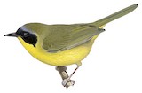 Hooded Yellowthroat Illustration