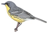 Kirtland's Warbler Illustration