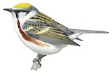 Chestnut-sided Warbler Illustration