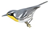 Yellow-throated Warbler Illustration