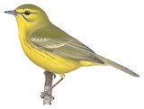 Vitelline Warbler Illustration