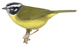 Santa Marta Warbler Illustration