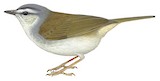 White-striped Warbler Illustration