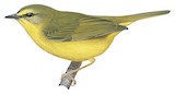 Pale-legged Warbler Illustration