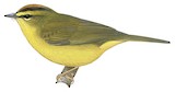 Two-banded Warbler Illustration