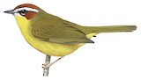 Chestnut-capped Warbler Illustration