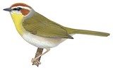 Rufous-capped Warbler Illustration