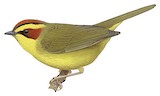 Golden-browed Warbler Illustration