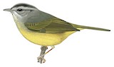 Three-banded Warbler Illustration