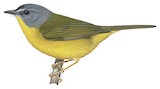 Grey-headed Warbler Illustration