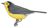 Golden-fronted Whitestart Illustration