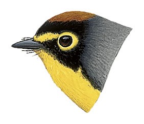 Spectacled Redstart - Myioborus melanocephalus - Birds of the World