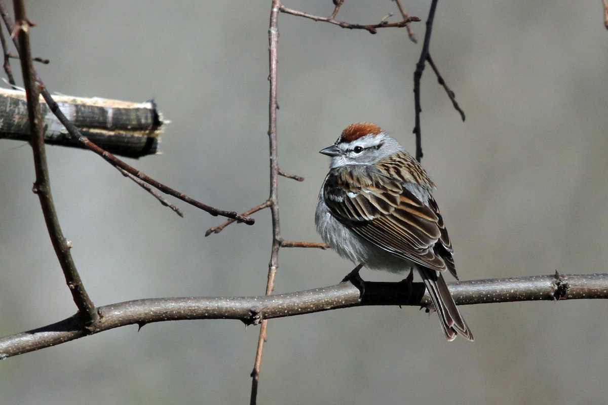 Chipping Sparrow - Scott Cohrs