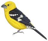 Golden Grosbeak Illustration