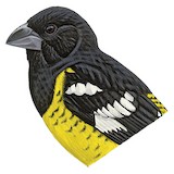 Black-backed Grosbeak Illustration