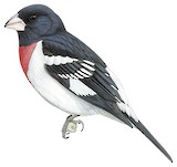 Rose-breasted Grosbeak Illustration